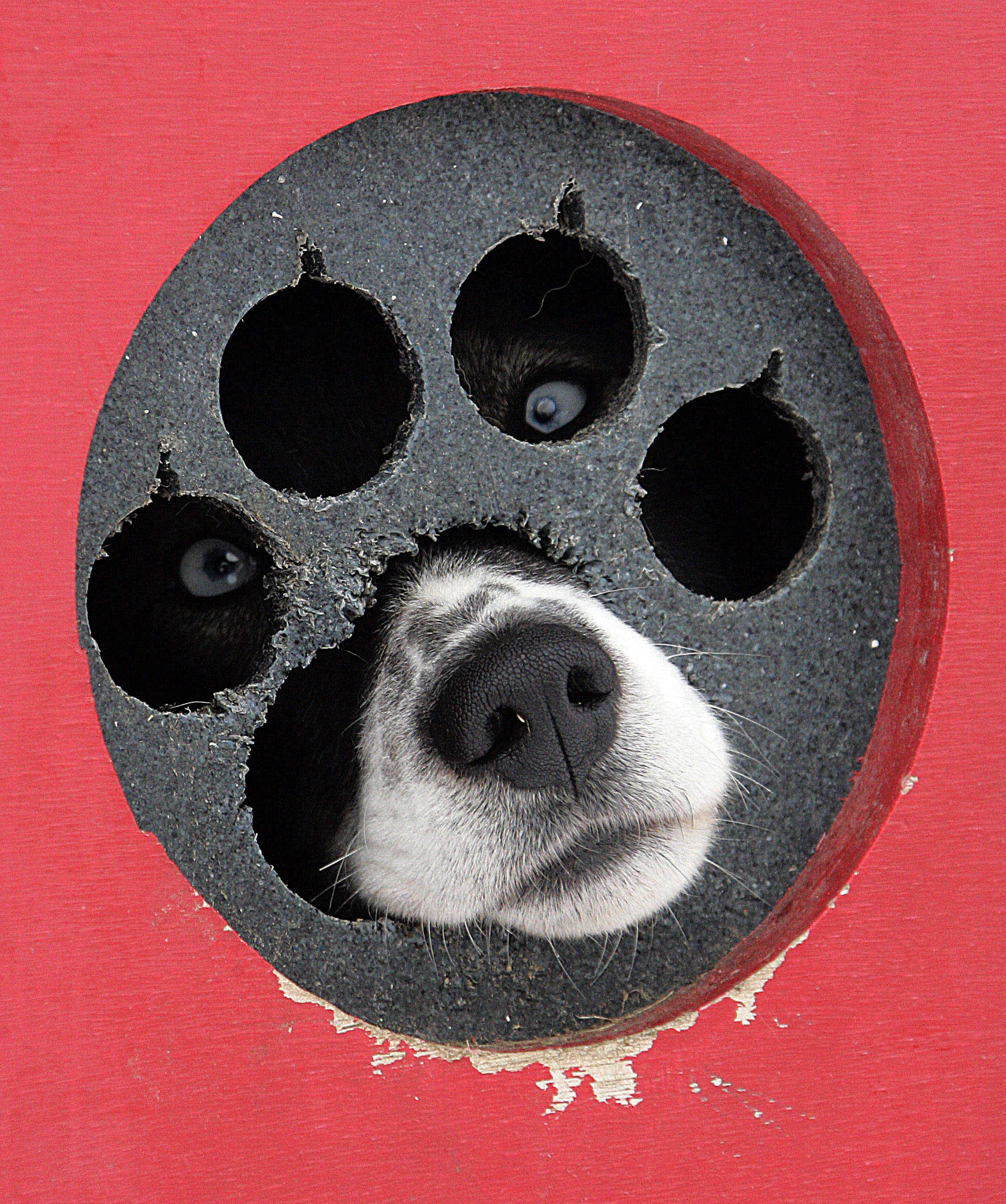 Ένας ακόμα σκύλος πατάει τη σκανδάλη στις ΗΠΑ, χωρίς ευτυχώς θύματα